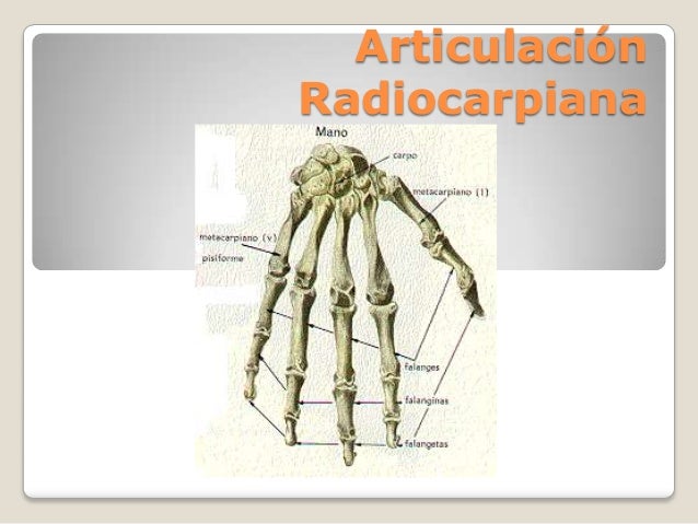 ARTICULACION RADIOCARPIANA EPUB DOWNLOAD ARTICULACION RADIOCARPIANA EPUB DOWNLOAD