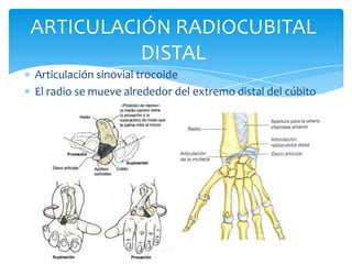ARTICULACIÓN RADIOCUBITAL
DISTAL
Articulación sinovial trocoide
El radio se mueve alrededor del extremo distal del cúbito

 