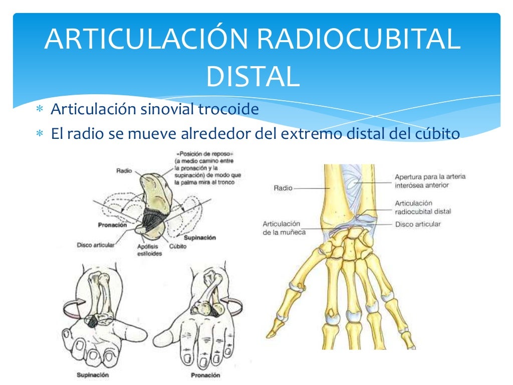 Articulación radiocubital distal