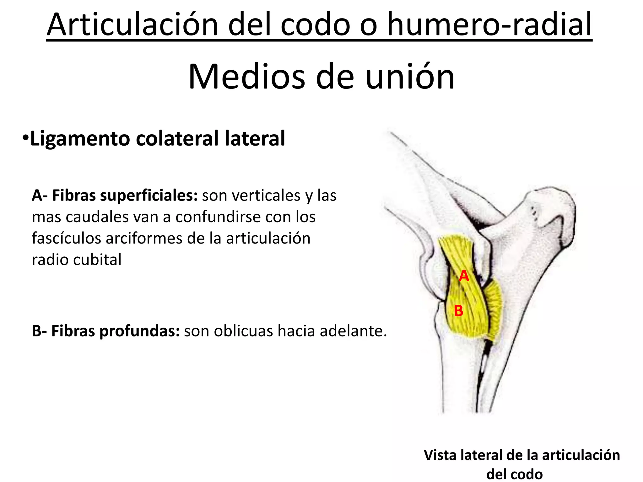 Articulación radio cubital de los animales domesticos | PPTX