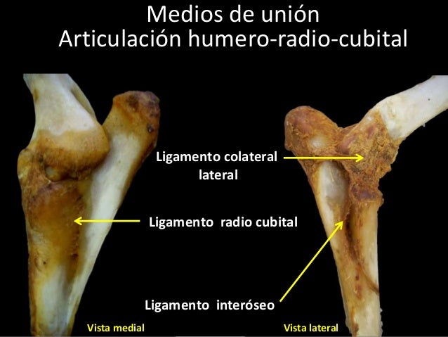 Resultado de imagen para ligamentos animales