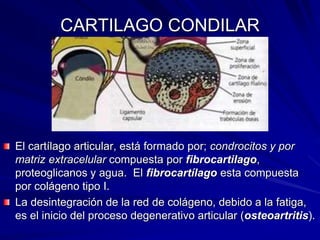 Articulación temporomandibular PPSX