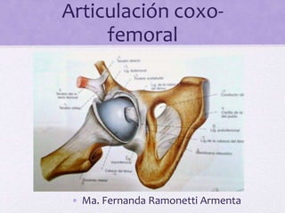 Articulación coxo-
femoral
• Ma. Fernanda Ramonetti Armenta
 