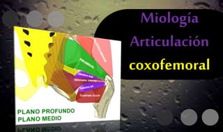 Miología
Articulación
coxofemoral
 