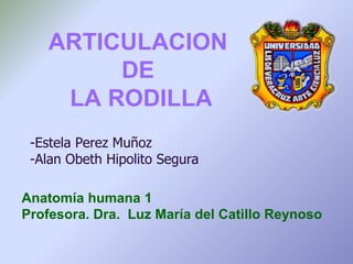 ARTICULACION
         DE
     LA RODILLA
 -Estela Perez Muñoz
 -Alan Obeth Hipolito Segura

Anatomía humana 1
Profesora. Dra. Luz María del Catillo Reynoso
 