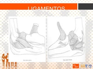 LIGAMENTOS

 