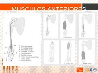 MUSCULOS ANTERIORES

 