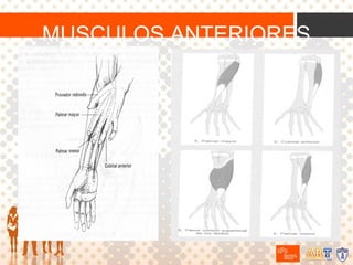 MUSCULOS ANTERIORES

 