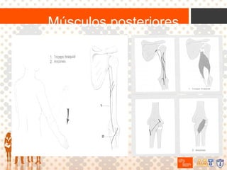 Músculos posteriores

 