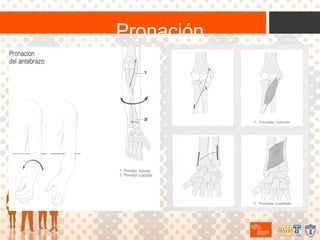 Pronación

 