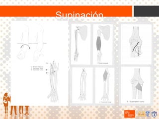 Supinación

 