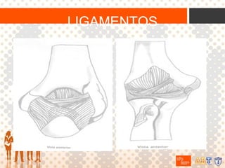 LIGAMENTOS

 