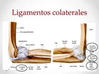 Ligamentos colaterales
 