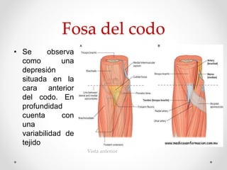 Fosa del codo
• Se observa
como una
depresión
situada en la
cara anterior
del codo. En
profundidad
cuenta con
una
variabilidad de
tejido
Vista anterior
 
