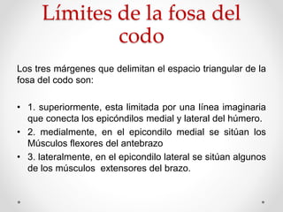Límites de la fosa del
codo
Los tres márgenes que delimitan el espacio triangular de la
fosa del codo son:
• 1. superiormente, esta limitada por una línea imaginaria
que conecta los epicóndilos medial y lateral del húmero.
• 2. medialmente, en el epicondilo medial se sitúan los
Músculos flexores del antebrazo
• 3. lateralmente, en el epicondilo lateral se sitúan algunos
de los músculos extensores del brazo.
 