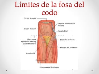 Límites de la fosa del
codo
 