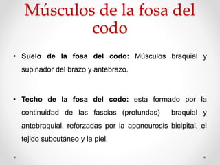 Músculos de la fosa del
codo
• Suelo de la fosa del codo: Músculos braquial y
supinador del brazo y antebrazo.
• Techo de la fosa del codo: esta formado por la
continuidad de las fascias (profundas) braquial y
antebraquial, reforzadas por la aponeurosis bicipital, el
tejido subcutáneo y la piel.
 