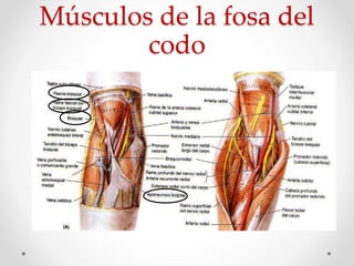 Músculos de la fosa del
codo
 