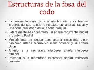 Estructuras de la fosa del
codo
• La porción terminal de la arteria braquial y los tramos
iniciales de sus ramas terminales, las arterias radial y
ulnar que provienen de la arteria braquial
• Lateralmente se encuentran: la arteria recurrente Radial
y la arteria Radial
• Medialmente se encuentran: arteria recurrente ulnar
posterior, arteria recurrente ulnar anterior y la arteria
Ulnar
• Anterior a la membrana interósea: arteria interósea
anterior
• Posterior a la membrana interósea: arteria interósea
posterior.
 