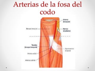 Arterias de la fosa del
codo
 