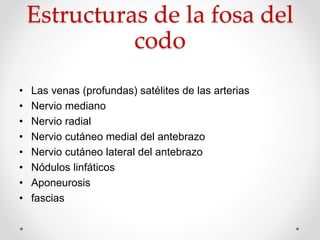 Estructuras de la fosa del
codo
• Las venas (profundas) satélites de las arterias
• Nervio mediano
• Nervio radial
• Nervio cutáneo medial del antebrazo
• Nervio cutáneo lateral del antebrazo
• Nódulos linfáticos
• Aponeurosis
• fascias
 