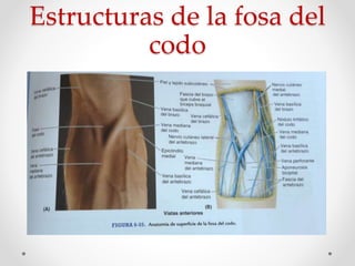Estructuras de la fosa del
codo
 