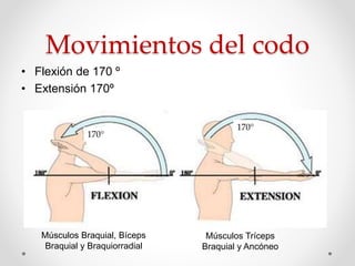Movimientos del codo
• Flexión de 170 º
• Extensión 170º
170°
170°
Músculos Braquial, Bíceps
Braquial y Braquiorradial
Músculos Tríceps
Braquial y Ancóneo
 