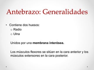 Antebrazo: Generalidades
• Contiene dos huesos:
o Radio
o Ulna
Unidos por una membrana interósea.
Los músculos flexores se sitúan en la cara anterior y los
músculos extensores en la cara posterior.
 