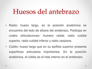 Huesos del antebrazo
• Radio: hueso largo, en la posición anatómica se
encuentra del lado de afuera del antebrazo. Participa en
cuatro articulaciones: humero radial, radio cubital
superior, radio cubital inferior y radio carpiana.
• Cúbito: hueso largo que en su epífisis superior presenta
superficies articulares importantes. En la posición
anatómica, el cúbito es el más interno en el antebrazo.
 