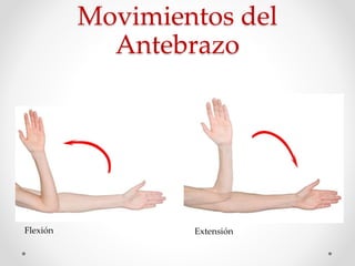 Movimientos del
Antebrazo
Flexión Extensión
 