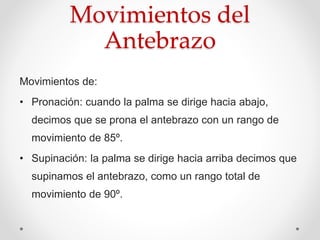 Movimientos del
Antebrazo
Movimientos de:
• Pronación: cuando la palma se dirige hacia abajo,
decimos que se prona el antebrazo con un rango de
movimiento de 85º.
• Supinación: la palma se dirige hacia arriba decimos que
supinamos el antebrazo, como un rango total de
movimiento de 90º.
 