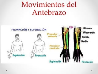 Movimientos del
Antebrazo
 