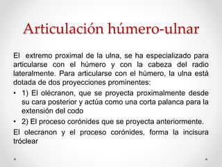 Articulación húmero-ulnar
El extremo proximal de la ulna, se ha especializado para
articularse con el húmero y con la cabeza del radio
lateralmente. Para articularse con el húmero, la ulna está
dotada de dos proyecciones prominentes:
• 1) El olécranon, que se proyecta proximalmente desde
su cara posterior y actúa como una corta palanca para la
extensión del codo
• 2) El proceso corónides que se proyecta anteriormente.
El olecranon y el proceso corónides, forma la incisura
tróclear
 