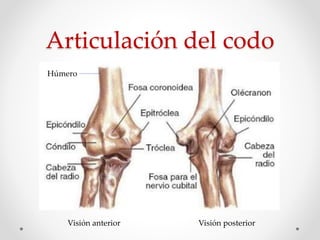 Articulación del codo
Húmero
Visión anterior Visión posterior
 