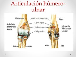 Articulación húmero-
ulnar
 