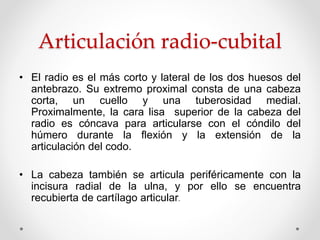 Articulación radio-cubital
• El radio es el más corto y lateral de los dos huesos del
antebrazo. Su extremo proximal consta de una cabeza
corta, un cuello y una tuberosidad medial.
Proximalmente, la cara lisa superior de la cabeza del
radio es cóncava para articularse con el cóndilo del
húmero durante la flexión y la extensión de la
articulación del codo.
• La cabeza también se articula periféricamente con la
incisura radial de la ulna, y por ello se encuentra
recubierta de cartílago articular.
 
