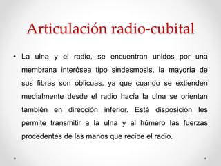 Articulación radio-cubital
• La ulna y el radio, se encuentran unidos por una
membrana interósea tipo sindesmosis, la mayoría de
sus fibras son oblicuas, ya que cuando se extienden
medialmente desde el radio hacía la ulna se orientan
también en dirección inferior. Está disposición les
permite transmitir a la ulna y al húmero las fuerzas
procedentes de las manos que recibe el radio.
 