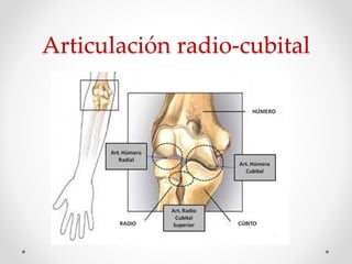 Articulación radio-cubital
 
