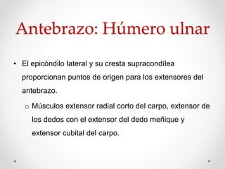 Antebrazo: Húmero ulnar
• El epicóndilo lateral y su cresta supracondílea
proporcionan puntos de origen para los extensores del
antebrazo.
o Músculos extensor radial corto del carpo, extensor de
los dedos con el extensor del dedo meñique y
extensor cubital del carpo.
 