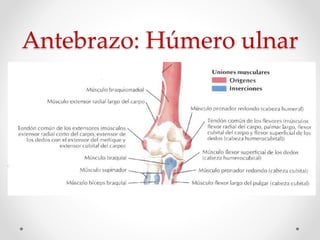 Antebrazo: Húmero ulnar
 
