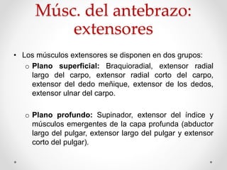 Músc. del antebrazo:
extensores
• Los músculos extensores se disponen en dos grupos:
o Plano superficial: Braquioradial, extensor radial
largo del carpo, extensor radial corto del carpo,
extensor del dedo meñique, extensor de los dedos,
extensor ulnar del carpo.
o Plano profundo: Supinador, extensor del índice y
músculos emergentes de la capa profunda (abductor
largo del pulgar, extensor largo del pulgar y extensor
corto del pulgar).
 