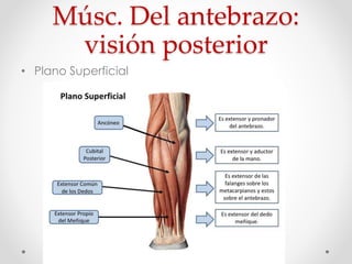 Músc. Del antebrazo:
visión posterior
• Plano Superficial
 