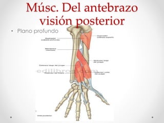 Músc. Del antebrazo
visión posterior
• Plano profundo
 