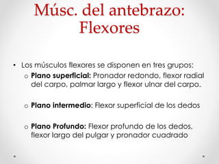 Músc. del antebrazo:
Flexores
• Los músculos flexores se disponen en tres grupos:
o Plano superficial: Pronador redondo, flexor radial
del carpo, palmar largo y flexor ulnar del carpo.
o Plano intermedio: Flexor superficial de los dedos
o Plano Profundo: Flexor profundo de los dedos,
flexor largo del pulgar y pronador cuadrado
 