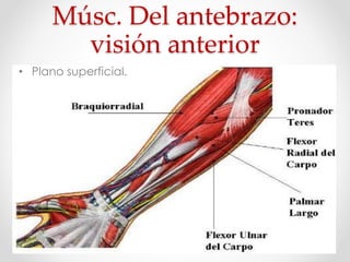 Músc. Del antebrazo:
visión anterior
• Plano superficial.
 