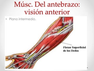 Músc. Del antebrazo:
visión anterior
• Plano intermedio.
 