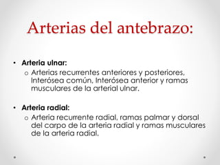 Arterias del antebrazo:
• Arteria ulnar:
o Arterias recurrentes anteriores y posteriores,
Interósea común, Interósea anterior y ramas
musculares de la arterial ulnar.
• Arteria radial:
o Arteria recurrente radial, ramas palmar y dorsal
del carpo de la arteria radial y ramas musculares
de la arteria radial.
 