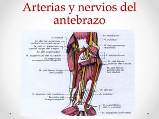Arterias y nervios del
antebrazo
 