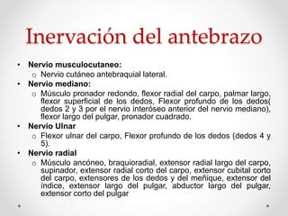 Inervación del antebrazo
• Nervio musculocutaneo:
o Nervio cutáneo antebraquial lateral.
• Nervio mediano:
o Músculo pronador redondo, flexor radial del carpo, palmar largo,
flexor superficial de los dedos, Flexor profundo de los dedos(
dedos 2 y 3 por el nervio interóseo anterior del nervio mediano),
flexor largo del pulgar, pronador cuadrado.
• Nervio Ulnar
o Flexor ulnar del carpo, Flexor profundo de los dedos (dedos 4 y
5).
• Nervio radial
o Músculo ancóneo, braquioradial, extensor radial largo del carpo,
supinador, extensor radial corto del carpo, extensor cubital corto
del carpo, extensores de los dedos y del meñique, extensor del
índice, extensor largo del pulgar, abductor largo del pulgar,
extensor corto del pulgar
 