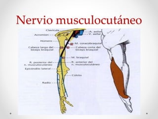 Nervio musculocutáneo
 